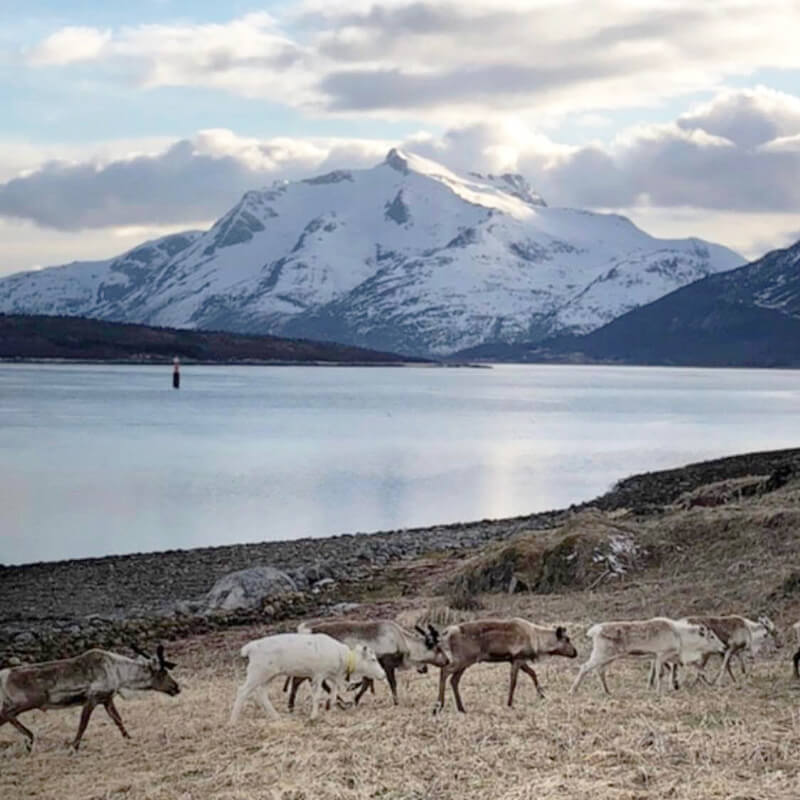 Plain landscape with lake, reindeer and high mountains.