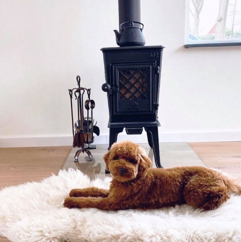 The brown color and curly hair dog laying down on the carpet near Jøtul F 602 fireplace