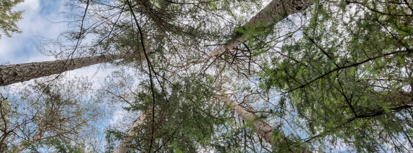 Trees seen from below